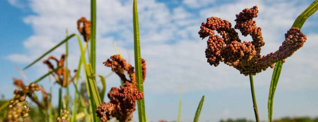 The Power of Ragi: A Superfood for Stronger Bones and Better Health
